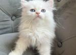 Scottish Straight Male - Scottish Straight Cat For Sale - Thornton, CO, US