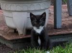 Midnight - Domestic Cat For Sale - Reading, PA, US