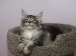 Jeff - Maine Coon Cat For Sale - NY, US