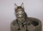 Diego - Maine Coon Cat For Sale - NY, US