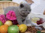 Charlottes litter one - Scottish Straight Kitten For Sale - Arvada, CO, US