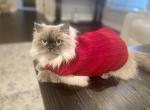 Aki - Himalayan Cat For Sale - Farmington, MI, US