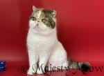 Bianca - Exotic Cat For Sale - 