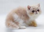 Simone - Persian Cat For Sale - Hollywood, FL, US