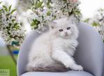 Lukerya - Siberian Cat For Sale - Miami, FL, US