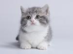 Laffi - Munchkin Cat For Sale - Hollywood, FL, US