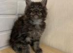 Attila - Maine Coon Cat For Sale - NY, US