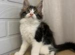 Beethoven - Maine Coon Cat For Sale - NY, US