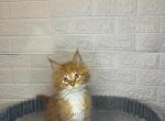 Monty - Maine Coon Cat For Sale - NY, US