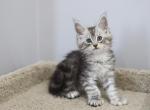 Louis - Maine Coon Cat For Sale - NY, US