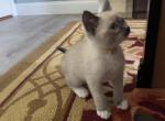 Siamese kittens MAY - Siamese Cat For Sale - Attleboro, MA, US