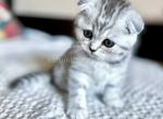 Barbara snow leopard scottysh fold silver tabby - Scottish Fold Kitten For Sale - 