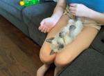 Macaroni - Siamese Cat For Sale - Winder, GA, US