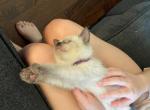 Purple Rain - Siamese Cat For Sale - Winder, GA, US