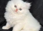 Cassian - Persian Cat For Sale - Callahan, FL, US