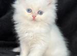 Gus - Persian Cat For Sale - Callahan, FL, US