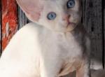Alfredo - Devon Rex Cat For Sale - Brooklyn, NY, US