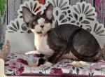Maya - Devon Rex Cat For Sale - Brooklyn, NY, US