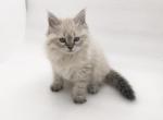 Callie - Siberian Cat For Sale - North Port, FL, US
