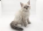 Riley - Siberian Cat For Sale - North Port, FL, US