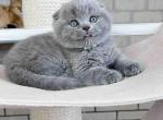 Scottish fold baby boy Martin blue solid - Scottish Fold Cat For Sale - CA, US