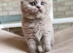 Nubert chubby  lilac solid scottish fold baby boy - Scottish Fold Cat For Sale - CA, US