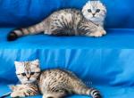 Snow leopards Michaila & Tia silver tabby girls - Scottish Fold Cat For Sale - CA, US