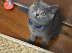 Mr Toulouse - British Shorthair Kitten For Sale - Brookline, MA, US