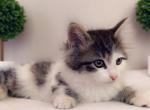 Daisy Queen - Domestic Kitten For Sale - Vancouver, WA, US