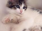 Sweet pie - Polydactyl Kitten For Sale - Vancouver, WA, US