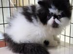 Wish and Paton - Persian Cat For Sale - Saylorsburg, PA, US