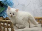 Xavi CFA certified very affectionate kitten - Siberian Cat For Sale - Ashburn, VA, US