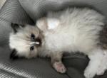 Blaze - Ragdoll Cat For Adoption - Kearneysville, WV, US