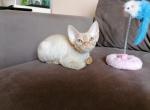 Pumpkin - Devon Rex Cat For Sale - Brooklyn, NY, US