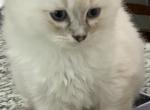 Boots - Ragdoll Cat For Adoption - Kearneysville, WV, US