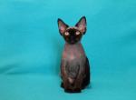 Nova - Devon Rex Cat For Sale - Brooklyn, NY, US