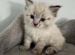 Brody - Ragdoll Cat For Sale - Kearneysville, WV, US