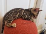 Male Bengal - Bengal Cat For Sale - Lawrence, NY, US