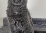 Agat - Maine Coon Cat For Sale - Marco Island, FL, US