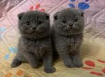 The boys - Scottish Fold Cat For Sale - Fort Wayne, IN, US