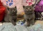 Blueberries - British Shorthair Kitten For Sale - Fort Wayne, IN, US