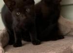 Black girlie - Domestic Cat For Sale - Southwick, MA, US