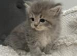 Silky - Siberian Kitten For Sale - Southwick, MA, US