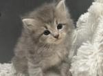 Musky - Siberian Kitten For Sale - Southwick, MA, US