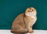 Available Sultans golden ticked scottish fold male - Scottish Fold Cat For Sale - CA, US