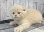 Located in Los Angeles scottish fold baby boy - Scottish Fold Cat For Sale - Dallas, TX, US