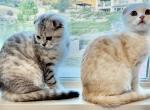 White and Grey Tiger Striped Scottish Fold - Scottish Fold Cat For Sale - Los Angeles, CA, US