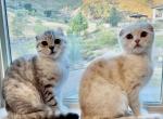 Cream and Cinnamon Scottish Fold - Scottish Fold Cat For Sale - Los Angeles, CA, US