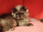 Nadine - Scottish Fold Kitten For Sale - MI, US