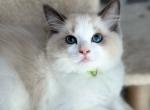 Pearl Green - Ragdoll Cat For Sale - NC, US